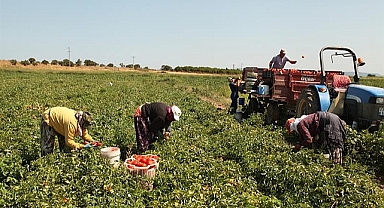 Çanakkale Domatesi tezgahlarda yerini aldı: Sofraların vazgeçilmezi oldu