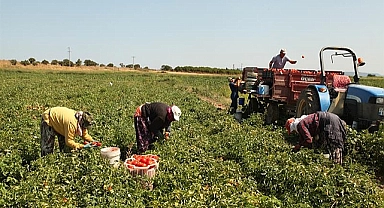 Çanakkale Domatesi tezgahlarda yerini aldı: Sofraların vazgeçilmezi oldu