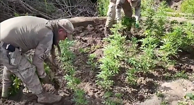 Diyarbakır’da Dev Uyuşturucu Operasyonu: 12 Milyon Kök Kenevir Ele Geçirildi, 22 Şüpheli Tutuklandı