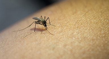 Evde Doğal Sivrisinek Kovucu Nasıl Yapılır? İşte En Etkili 4 Bitkisel Tarif!