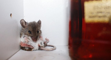 Fare ve yılanları kaçıran o koku! Evinizde mutlaka bulundurun