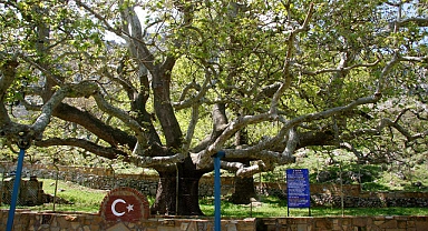 Gökçeada’nın 625 Yaşındaki Anıt Çınarı Ziyaretçilerini Büyülüyor
