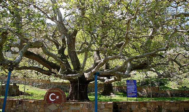 Gökçeada’nın 625 Yaşındaki Anıt Çınarı Ziyaretçilerini Büyülüyor