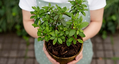 Kendi Naneni Yetiştir, Şifasını Sofrana Taşı! İşte Nane Yetiştirmenin Püf Noktaları
