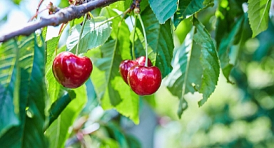 Kirazdaki Kurtlanmaya Doğal Çözüm: Kadife Çiçeği ile Hem Koruma Hem Şifa!