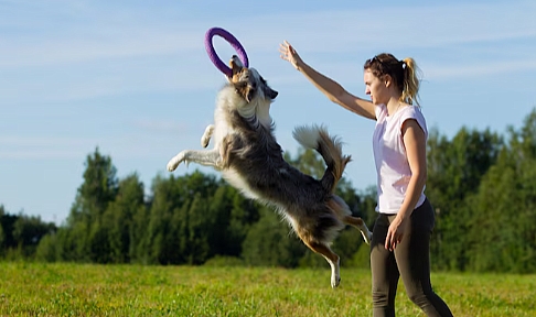 Minik Dostlarımızın Vazgeçilmezi: Oyunun Köpek Sağlığına Mucizevi Etkileri!