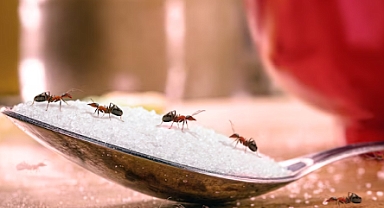 Yaz Geldi, Karıncalar Evlerde! Ancak Çözüm Mutfakta Saklı!