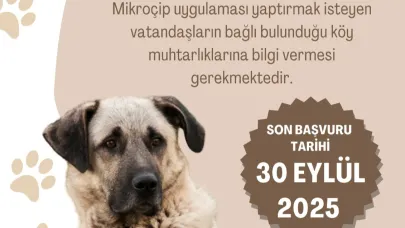 Sürü köpeklerine ücretsiz mikroçip uygulaması başlıyor