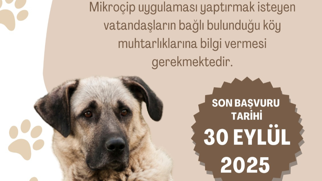 Sürü köpeklerine ücretsiz mikroçip uygulaması başlıyor
