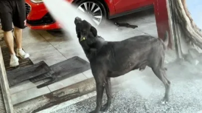 Sıcaktan bunalan köpek oto yıkamacıda serinliyor