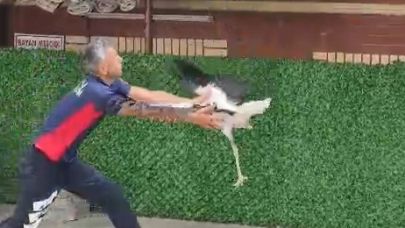 İtfaiye eri, tek ayaklı leyleği havada yakaladı