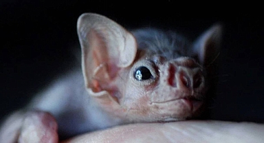 Avustralya’da Yarasa ısırığı ölüm getirdi