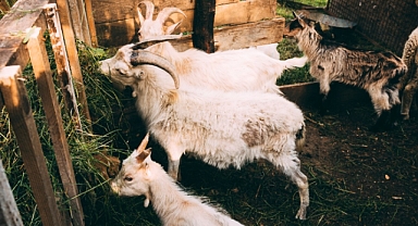 Çanakkale, Saanen Keçisi Yetiştiriciliğinde Merkez Olma Yolunda