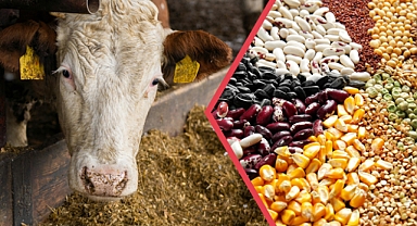 Çiftçilere yaklaşık 344 Milyon TL’lik destek ödemesi hesaplara aktarılıyor