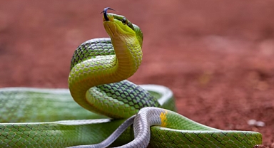 Dünya Yılan Günü