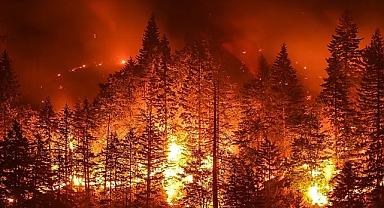 Ormanları yakanlara af yok: Müebbet hapis ve yüklü para cezası