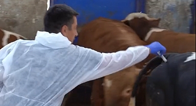 Şap Aşısında Yerli ve Millî Hamle: Hayvan Sağlığı İçin Yoğun Mesai