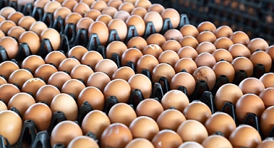 Sofralık yumurta ihracatında DFİF kesintisi kaldırıldı