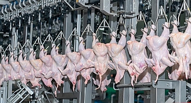 Tavuk Eti Üretiminde Yükseliş, Yumurtada Sert Düşüş!