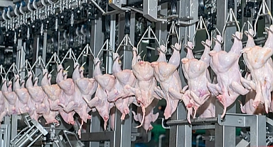 Tavuk Eti Üretiminde Yükseliş, Yumurtada Sert Düşüş!