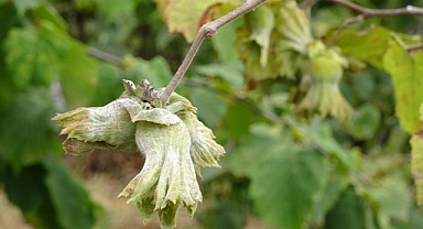 Türkiye'nin fındık rekoltesinde ciddi düşüş