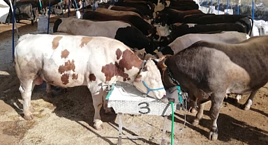 Ülke genelinde tüm hayvan pazarları kapatıldı