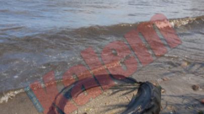 Çardak Deresi’nde suyun yüzeyini ölü balıklar kapladı