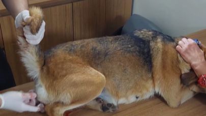 Çanakkale'de bir sokak köpeğine cinsel istismarda bulunuldu