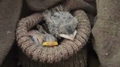 Çanakkale’de Tedavi Edilen Kırlangıçlar Doğal Yaşamına Döndü