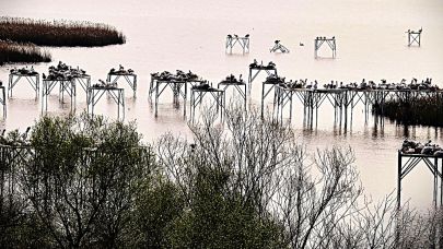 Manyas Kuş Cennetinde kuşlar sahne aldı, izleyen büyüleniyor