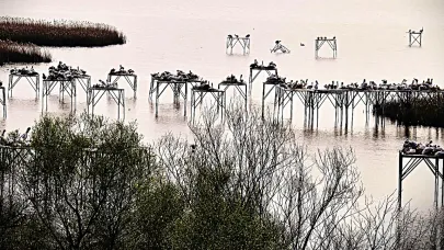 Manyas Kuş Cennetinde kuşlar sahne aldı, izleyen büyüleniyor