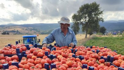 Hacıpehlivan’da domates hasadı tüm hızıyla devam ediyor