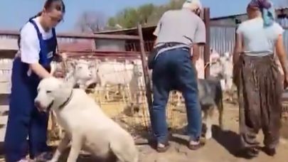 Çanakkale'de Sürü Köpeklerine Mikroçip ve Kuduz Aşısı