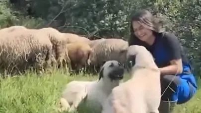 Çanakkale’de sürü köpeklerine mikroçip uygulaması başladı