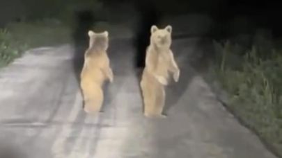 Kazdağları’nda yolunu yavru ayılar kesti