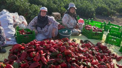 Hacıpehlivan’da kapya biber hasadı
