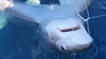 Gökçeada açıklarında oltaya köpek balığı takıldı