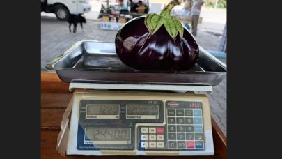 Çanakkale'de bir çiftçi 1 Kilo 220 gramlık patlıcan yetiştirdi