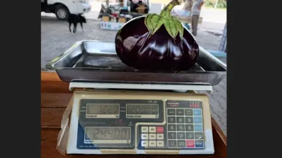 Çanakkale'de bir çiftçi 1 Kilo 220 gramlık patlıcan yetiştirdi