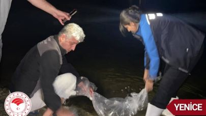Yenice'de su kaynakları 265 bin aynalı sazanla buluşturuldu