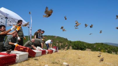 Kenelere karşı 1 milyona yakın keklik doğaya salındı