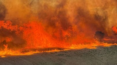 Çanakkale'de yangından etkilenen hayvanlar ücretsiz tedavi edilecek