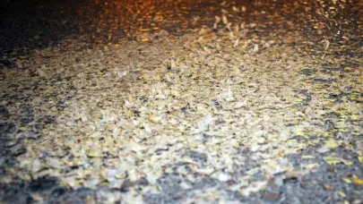 Yol beyaza büründü: Kar değil, birgün sineklerinin ‘ölüm dansı'