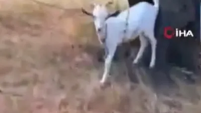Orman ekipleri, Çanakkale'de devam eden yangında kaplumbağa ve köpek yavrusunu kurtardı