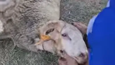 Çanakkale yangınında kurtarılan hayvanlar Haytap Bursa Emekli Hayvanlar Çiftliği’nde