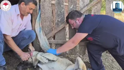 Çanakkale’de Sürü Köpeklerine Mikroçip Uygulaması