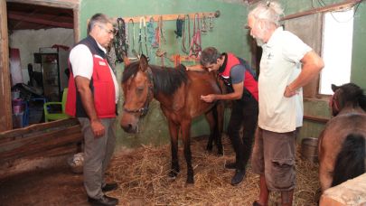 Çanakkale’de Yangında Mahsur Kalan Hayvanlara Tedavi