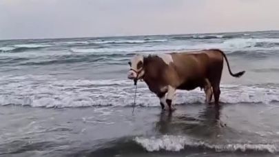 Kavurucu sıcaktan bunalan inek denize girdi