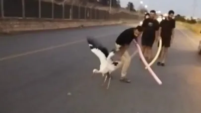 Yaralı Leylek Duyarlı Vatandaşlarca Kurtarıldı