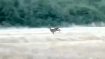 Çanakkale’de alevlerden kaçan karaca görüntülendi
